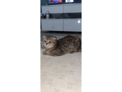 Ücretsiz scottish fold