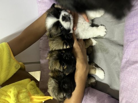 2 aylıklar pekinez