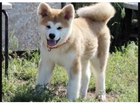 Japon akita köpeği
