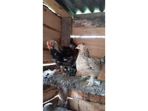Parçalı süs tavukları