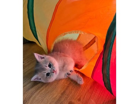 Dünya güzeli golden ay11 erkek british shorthair