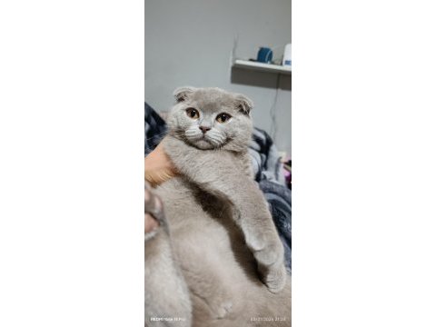 Scottish fold dişi 4 aylık