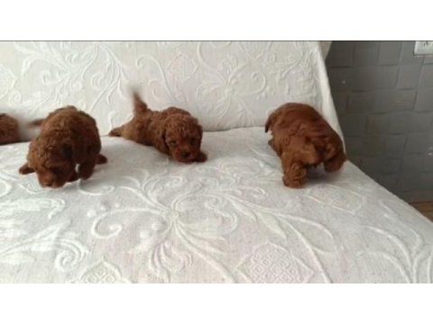Irk ve sağlık garanti toy poodle yavrularımız