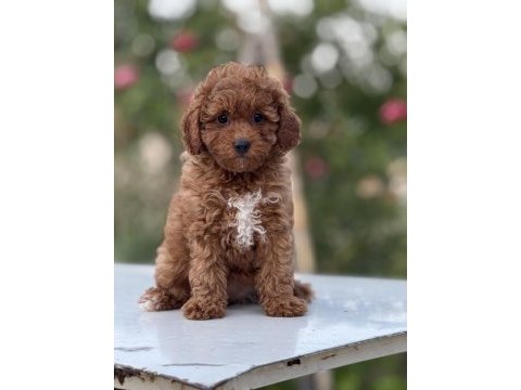 Korea kan toy poodle bebekler