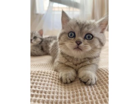 British shorthair yavrular