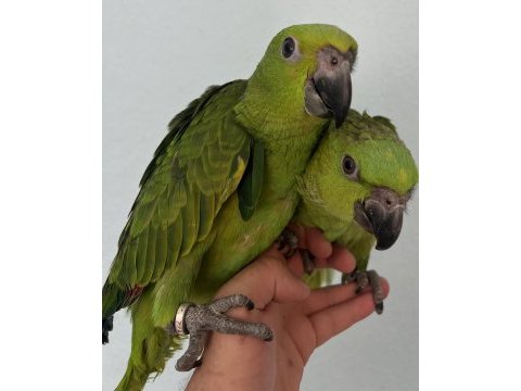 Sarı ense amazon papağanı bebekler