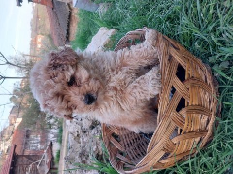 Maltipoo yavrularımız
