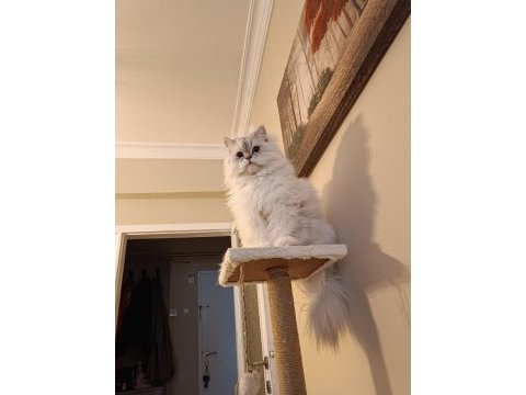 British longhair oğlumu sahiplendireceğim