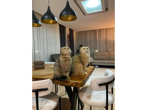 Çok tatlı yavru kedilerimiz