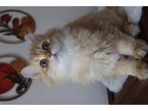 British longhair erkek kedimiz