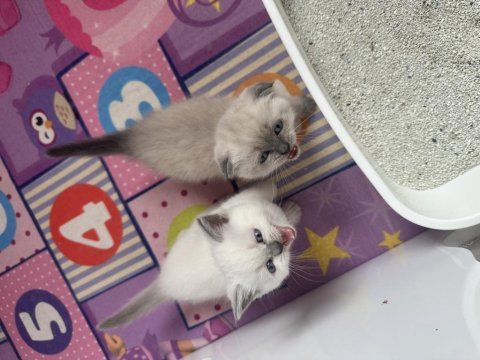 İstanbul beylikdüzü 2 aylık scottish fold yavrularımız