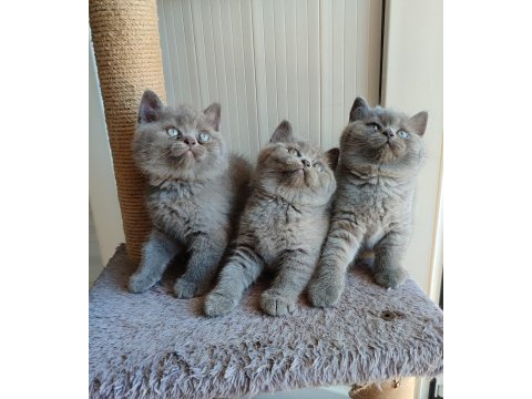 Peluş tüylü british shorthair yavrularımız