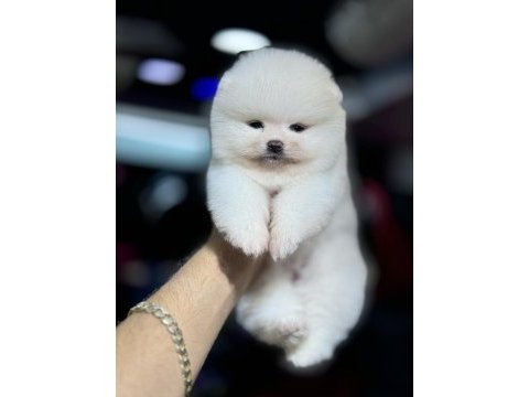 Teddy pomeranian boo wc eğitimli