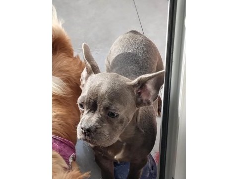 Yavurlarımız yeni yuva arıyor french bulldog