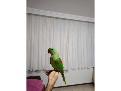 Alexander papağanı 1 yaşında