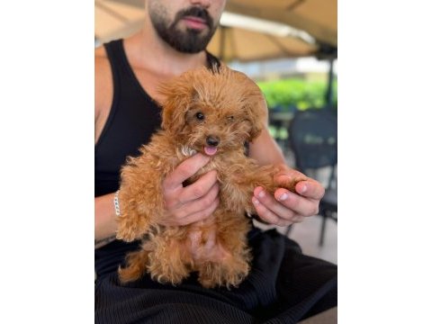 Teacup erkek poodle mini
