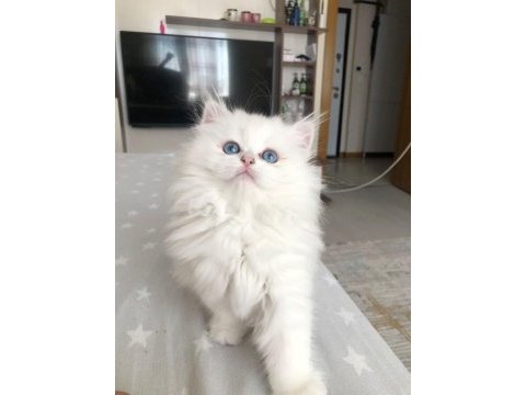 Irk garantili british longhair kedisi