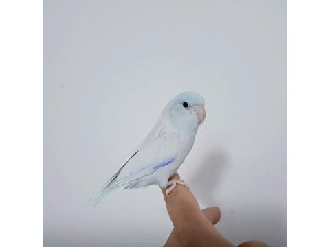 Takım rainbow muhabbet kuşları
