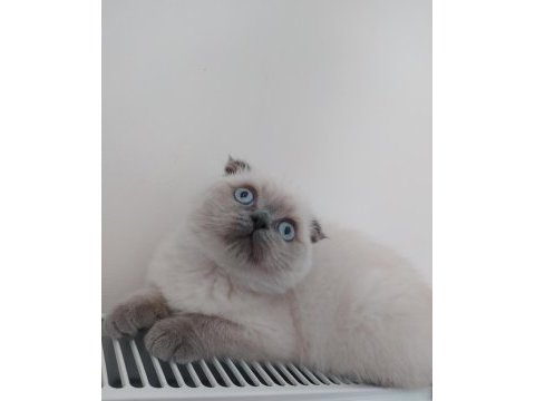Scottish fold dişi