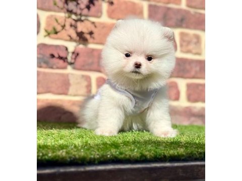Pomeranian boo 2.5 aylık dişi erkek