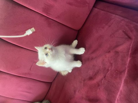 British shorthair kar beyazı mavi gözlü yavrular 6 kardeşten