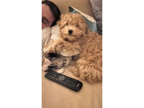 Maltipoo yavru