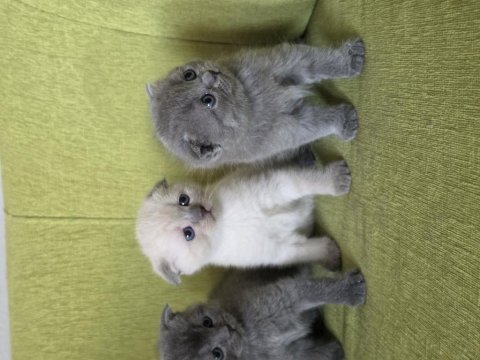 A kalite scottish fold yavrular