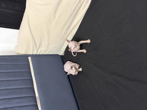 Yeni doğmuş 1.5 aylık sphynx