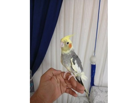 Elden koldan kafadan inmez sultan papağanı