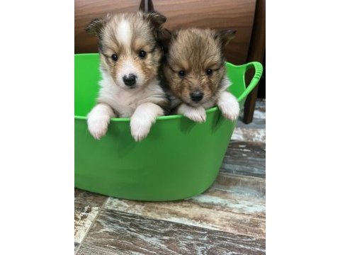 Nadir bulunan sheltie yavrularımız