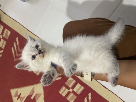 British yavru kedi