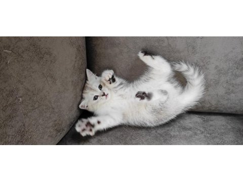 2 aylık british shorthair dişi