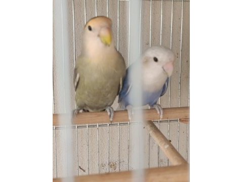 2 yaşında sevda papağanı çifti