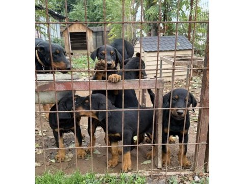 Doberman köpekler gönderim var