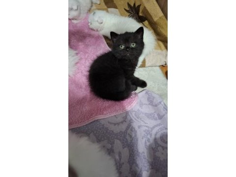 Küçük minnoş kedimiz için mesaj atın