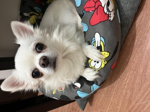 Fci kif şecereli ödüllü erkek chihuahua