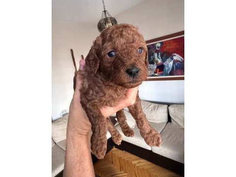 Red brown toy poodle yavrular