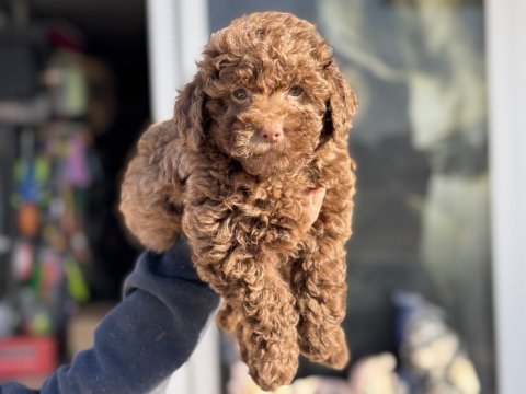 Petmode köpek çiftliğinden chocolate toy poodle