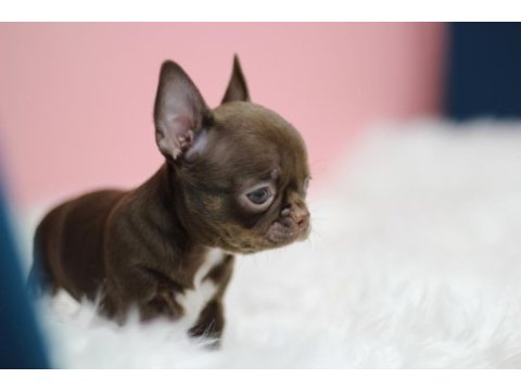 Show teacup chocolate chihuahua