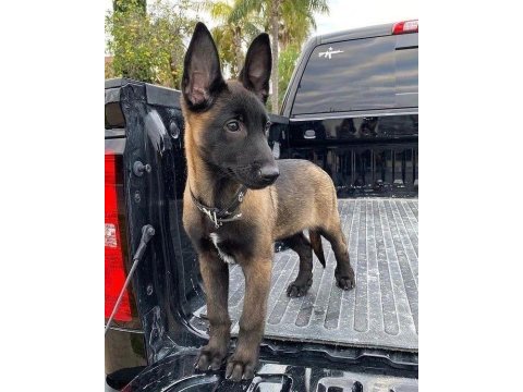Belçika malinois yavrum