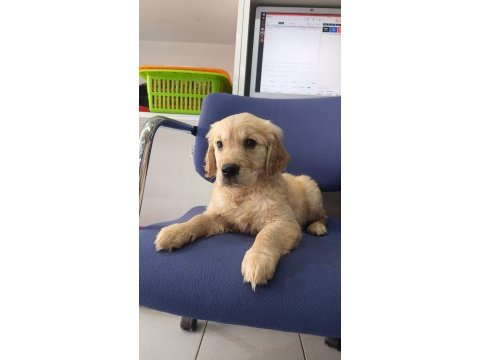 Irk ve sağlık garanti orjinal golden bebeğimiz