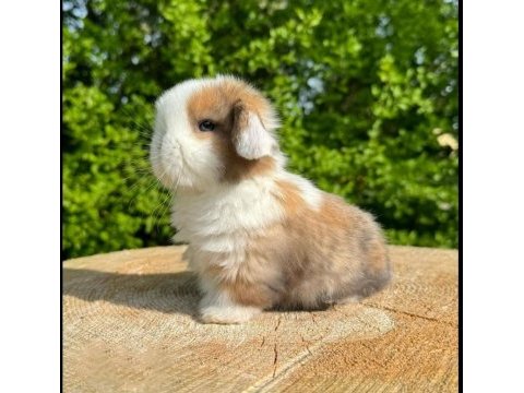 Hollanda lop ve teddy lop yavrular