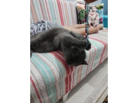 Sahiplendirme british shorthair