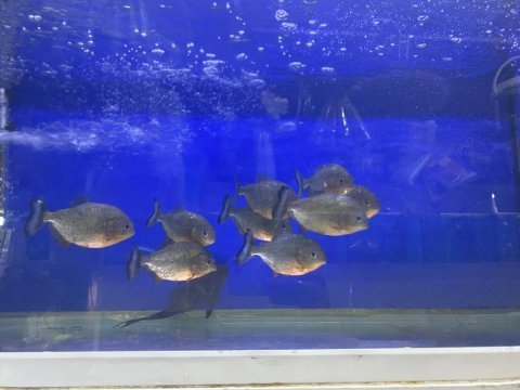 Full etcil pirana 9 adet boylar 13 17 cm arası