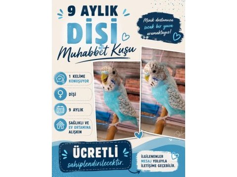 Konuşan muhabbet kuşu