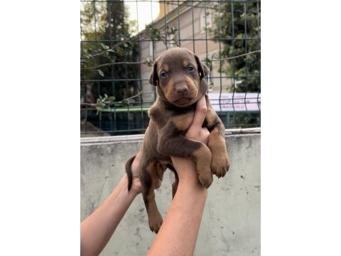 Harika anatomi doberman yavrular