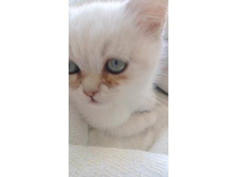 Kediler için yeni sahipler