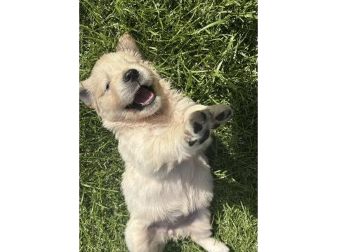 Bebek suratlı golden retriever bebeklerim