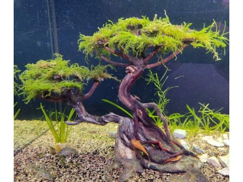 Moss ağacı akvaryum dekoru