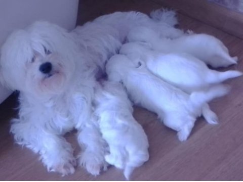 Orjinal white terrier bebeklerimiz teslime hazır